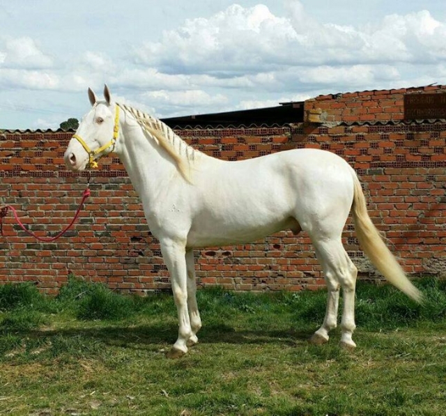 Nuestros caballos